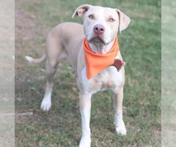Medium Photo #1 American Staffordshire Terrier-Unknown Mix Puppy For Sale in San Antonio, TX, USA