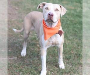 American Staffordshire Terrier-Unknown Mix Dogs for adoption in San Antonio, TX, USA
