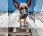 Small Photo #1 Malinois Puppy For Sale in COLORADO SPRINGS, CO, USA