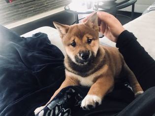 View Ad Shiba Inu Puppy For Sale Near New Jersey