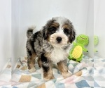 Small #6 Miniature Bernedoodle