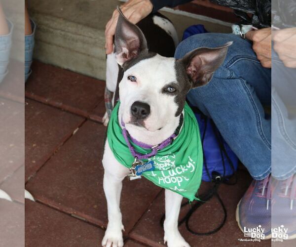 Medium Photo #8 Feist Terrier-Rat Terrier Mix Puppy For Sale in Washington, DC, USA