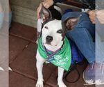 Small #7 Feist Terrier-Rat Terrier Mix
