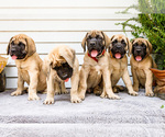 Image preview for Ad Listing. Nickname: Litter of 6