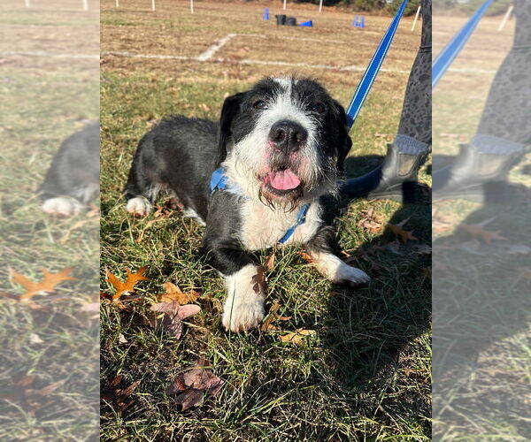 Medium Photo #1 Mutt Puppy For Sale in Lawrenceville, NJ, USA