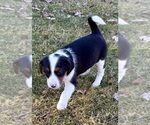 Small Photo #4 Beagle Puppy For Sale in FAIR HAVEN, MI, USA