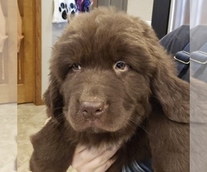 Newfoundland Puppy for sale in BERESFORD, SD, USA
