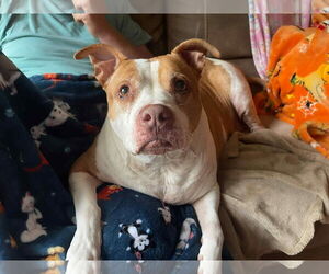 Pumpkin Latte - Female American Staffordshire Terrier-Unknown Mix Dog for Adoption - Photo #17