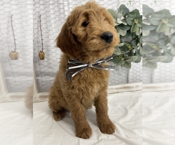 Medium Photo #4 Goldendoodle Puppy For Sale in WOODBURN, IN, USA