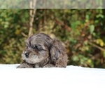 Small #46 ShihPoo