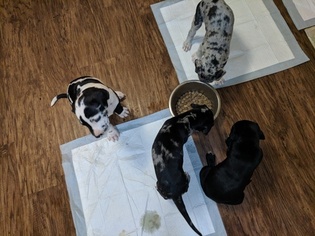 Great Dane Puppy for sale in SURPRISE, AZ, USA