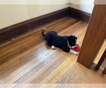 Small Photo #15 Border Collie Puppy For Sale in KANSAS CITY, MO, USA