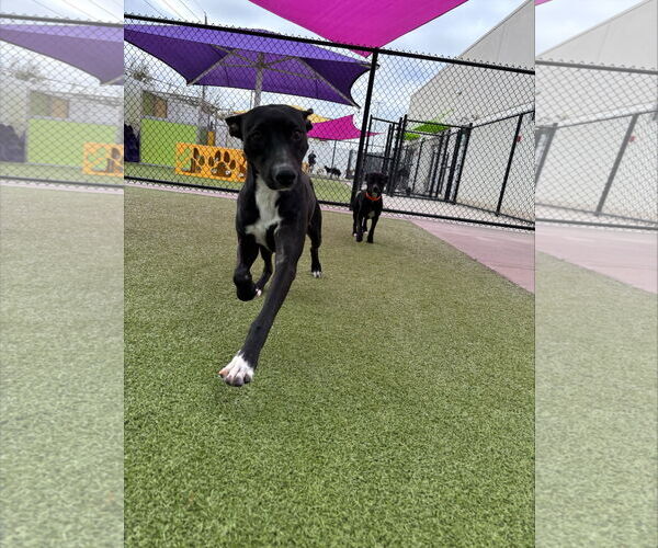 Medium Photo #3 Jack Russell Terrier-Labrador Retriever Mix Puppy For Sale in Princeton, MN, USA