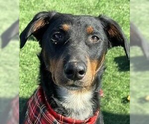 Doberman Pinscher-Whippet Mix Dogs for adoption in Lake Forest, CA, USA