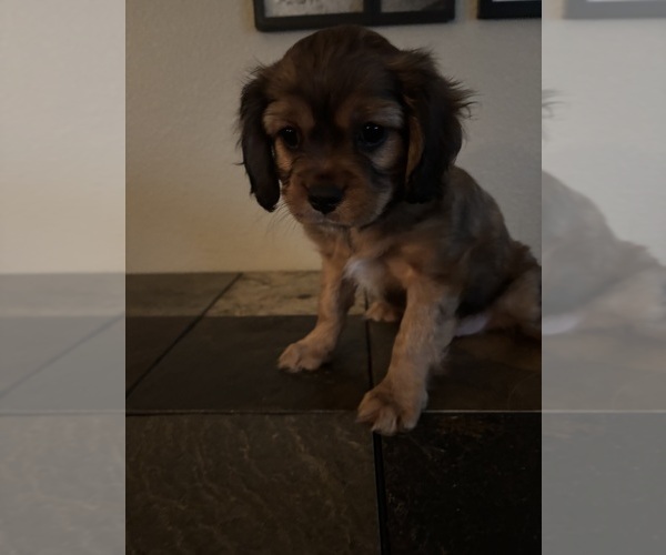 Medium Photo #21 Cavachon Puppy For Sale in OLYMPIA, WA, USA