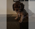 Small Photo #21 Cavachon Puppy For Sale in OLYMPIA, WA, USA