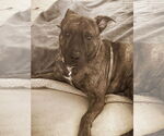 Small #1 American Staffordshire Terrier-Catahoula Leopard Dog Mix
