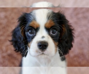 Cavalier King Charles Spaniel Puppy for sale in RANCHO PALOS VERDES, CA, USA