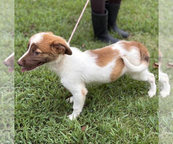 Medium Photo #2 Labrenees Puppy For Sale in Yardley, PA, USA