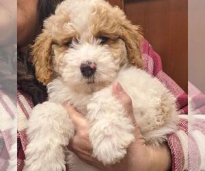 Goldendoodle (Miniature) Puppy for sale in PLACERVILLE, CA, USA