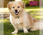 Small #7 Golden Retriever-Pembroke Welsh Corgi Mix