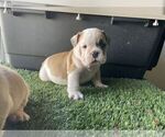 Small Photo #3 English Bulldog Puppy For Sale in SAN DIEGO, CA, USA