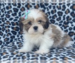 Small Lhasa Apso