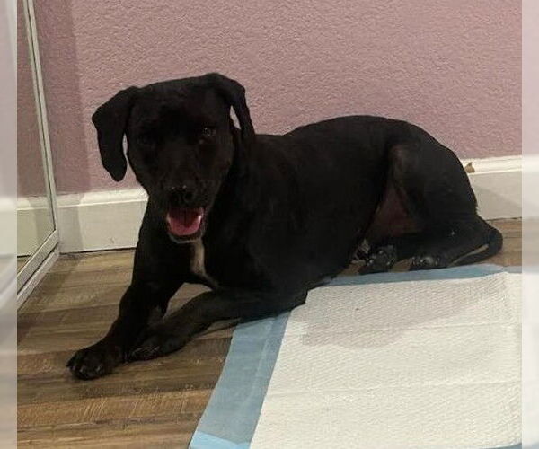 Medium Photo #1 Bassetdor Puppy For Sale in San Diego, CA, USA