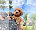 Small #12 Goldendoodle