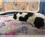 Small Photo #16 Cocker Spaniel Puppy For Sale in MARTIN, GA, USA