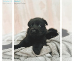 Small Photo #5 German Shepherd Dog Puppy For Sale in WEST PALM BEACH, FL, USA
