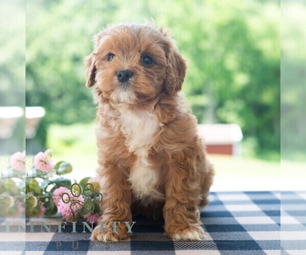 Medium Photo #6 Cavapoo (Miniature) Puppy For Sale in DORNSIFE, PA, USA