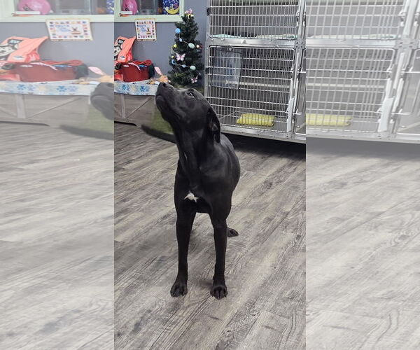 Medium Photo #5 Mutt Puppy For Sale in Rockaway, NJ, USA