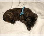 Puppy Blue Brindle Daniff