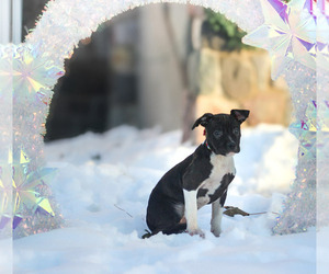 American Staffordshire Terrier Puppy for sale in STOCKBRIDGE, MI, USA