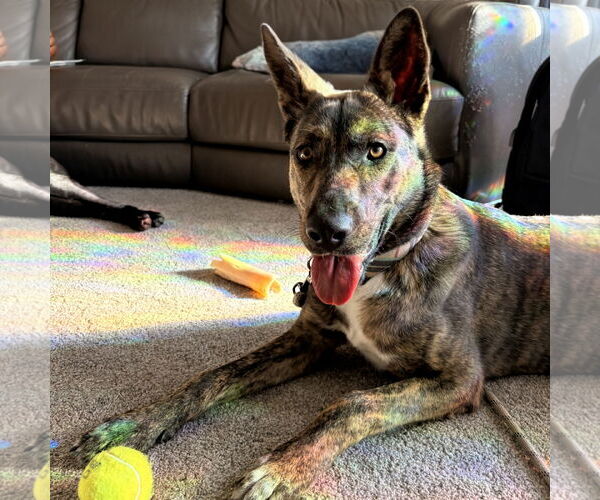 Medium Photo #15 Mutt Puppy For Sale in Fargo, ND, USA