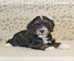 Small #1 Cavapoo-Miniature Bernedoodle Mix