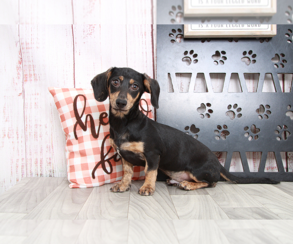 Medium Photo #3 Chiweenie Puppy For Sale in MARIETTA, GA, USA