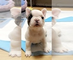 Small Photo #2 French Bulldog Puppy For Sale in SANTA CRUZ, CA, USA