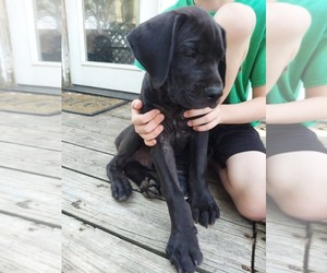 Daniff-Great Dane Mix Puppy for sale in MCPHERSON, KS, USA