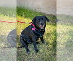 Small #1 Labrador Retriever Mix