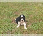 Small #9 English Springer Spaniel
