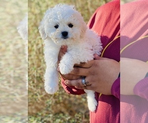 Maltipoo Puppy for sale in COOLIDGE, AZ, USA