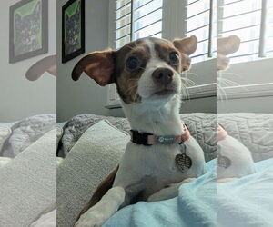 Rat Terrier Dogs for adoption in Oakhurst, NJ, USA