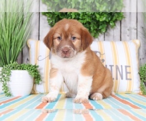 Ba-Shar Puppy for sale in MOUNT VERNON, OH, USA