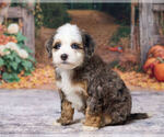 Kobe - Male Bernedoodle (Miniature) Puppy for Sale - Photo #2