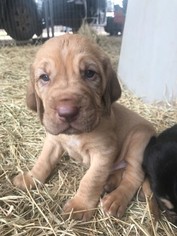Bloodhound Puppy for sale in ROBY, TX, USA