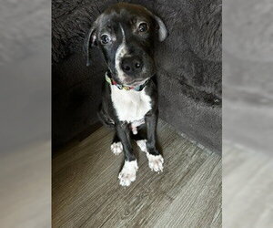 Mutt Dogs for adoption in Evansville, IN, USA