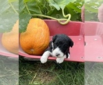 Small Photo #17 Aussiedoodle Puppy For Sale in RUSSELL, IA, USA