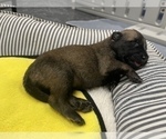 Small Photo #279 Belgian Malinois Puppy For Sale in REESEVILLE, WI, USA